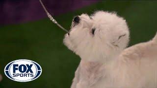 Boy, the West Highland white terrier, wins the Terrier group | FOX SPORTS
