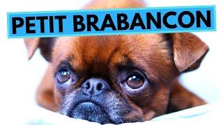 Petit Brabancon - TOP 10 Interesting Facts