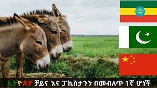 ኢትዮጵያ ቻይና እና ፓኪስታንን በመብለጥ አንደኛ ሆነች top 10 country DONKEY list addis ababa Ethiopia AYZONtube