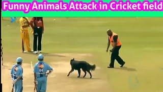 Top 10 funny animals Attack in cricket field