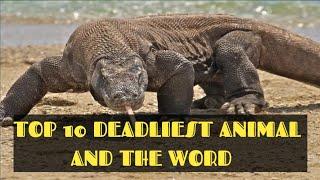 TOP 10 DEADLIEST ANIMAL AND THE WORD