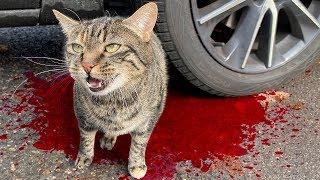 Experiment Car vs Baby Cat | Crushing Crunchy & Soft Things by Car!
