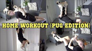 Pug Home Workout! .. No weights? No problem!