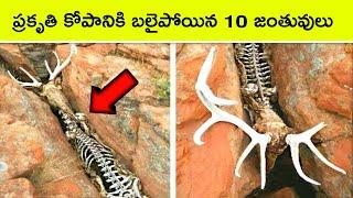 Top 10 Animals Nature treated Brutally | Bmc facts | Telugu