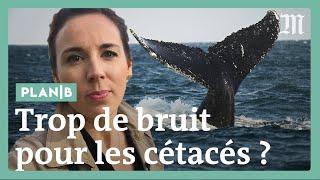 Des dauphins et baleines menacés par trop de bruit sous l’eau #PlanB