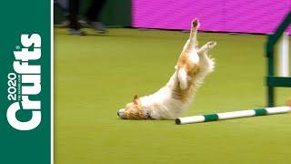 Oops! Our favourite Crufts bloopers over the years