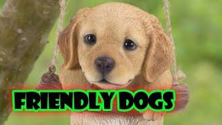 Top 10 FRIENDLY DOGS||MIND BLOWING UTKARSH||