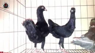 Pigeon Breeding|| Best fancy pigeon loft|| Fancy pigeons||