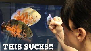 The 10 Worst Things About Aquariums