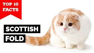 Scottish Fold - Top 10 Facts