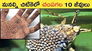 Top 10 Incredible Organisms You Should Never Mess With | Great Sparkle