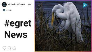 Top 10 #egret Posts & Updates, Starring: ishutter_2