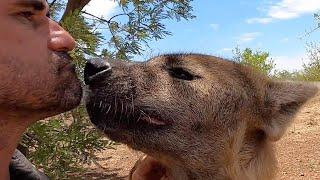 Hyenas Scents and Sense Abilities | The Lion Whisperer