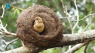 Nest Building of Engineer Bird_Rufous Hornero Nest Building.