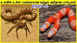 அரியவகை பாம்புகள் #2 | Rarest Snake In The World in Tamil | Most Unique Snakes | TAMIL AMAZING FACTS