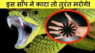 धरती के सबसे खतरनाक reptiles | Top 10 Reptiles which are Danger to humans