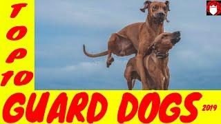 TOP 10 Best 2019 Guard Dog Breeds for Home Security and Defense | Defense Community