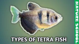 top 10 tetra fish varieties | types of tetra fish || nature school