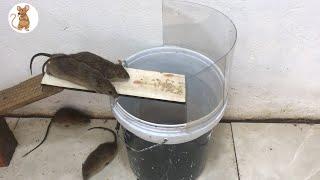 best mousetrap - mouse traps from glass bottles /  Top water mouse trap