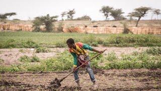 Ethiopia Plans to Privatize Sugar Industry to Drive Growth