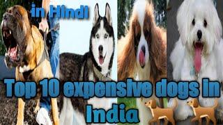 Top 10 expensive dogs in India ||  by dogs and information