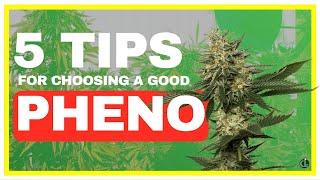 Top 5 Tips to Help You Find the Best Phenotype [PHENO HUNTING]