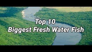 Top 10 Biggest Fresh Water Fish #Top10BiggestFish #Top10BiggestFreshWaterFish #Top10MonsterFish