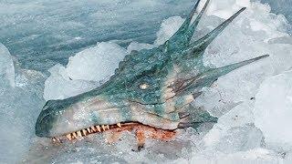 10 Scariest Things Found in Antarctica!