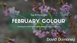 Top 10 plants to give colour in February