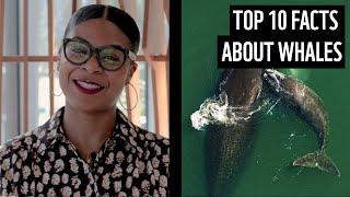 Top 10 facts about whales | WWF