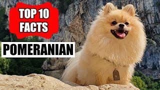 Pomeranian - Top 10 Amazing Facts | (Dog Breed Information) | DOGS 101