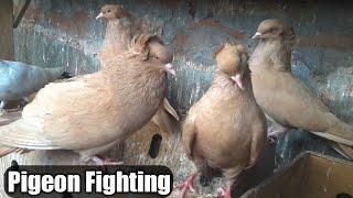 Top best pigeon fight video in the world || Pigeon fight || Pigeon fighting || part 1 ||