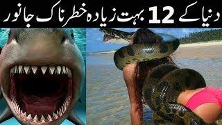 TOP 10 Biggest Animal In the World || Most Dangerous Animal in the world Urdu/Hindi