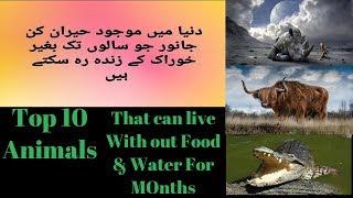 Top 10 Animals that live without food for months  ایسے جانور جو بغیرخوراک مہینوں تک زندہ رہ سکتے ہیں