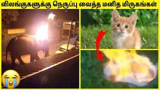 மனித அரக்கர்கள் | Animals Abused By Humans In Tamil | Humans Brutal Animals | TAMIL AMAZING FACTS