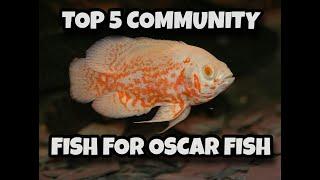 TOP 5 COMMUNITY FISH FOR OSCAR FISH