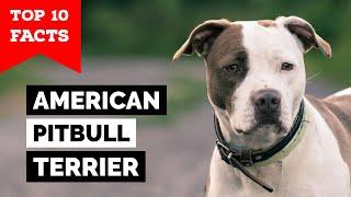 American Pitbull Terrier - Top 10 Facts