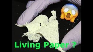 Living paper ? [Top 8 Paper Facts And Inventions]