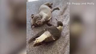 Top 10 Viral Videos of the Month | Cute Animal Videos | October 2021