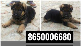 Dehradun Dog Puppy for sale in Best Prize Pure Quality Customer Feedback ‎@Rohit Pet Care Dog kennel