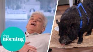 Psychic Pig Predicts When Winter Will End on Groundhog Day | This Morning