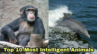 Top 10 Most Intelligent Animals | Tamil