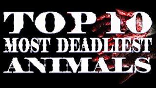 Top 10 Deadliest Animals in the World You Didn't Know Were Killers