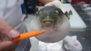 Blowfish eating carrot for 10 hours straight