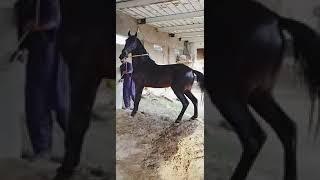 top best horse riders | horse riding skills | horse riding information | tent pegging #shorts