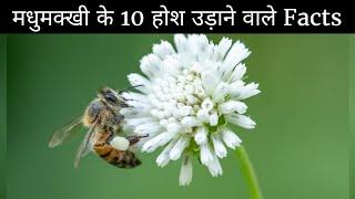 HONEY BEE, Life of Queen Bees, Female & Male Bees, Top 10 Amazing Facts in Hindi