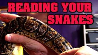 Can you read snakes??  Snake language, breeding, defensive bites, etc!!