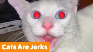 Cats Are Jerks | Funny Pet Videos