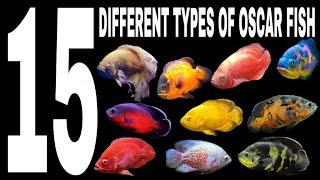 15 Different types of oscar fish