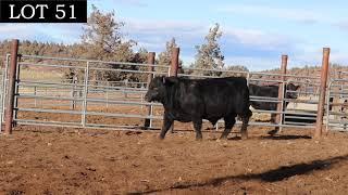 Lot 51 KD Top Hand 2097